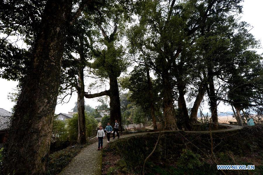 Two children walk on the path along an old tree corridor in Fuxi Village in Yifeng County, east China's Jiangxi Province, Jan. 30, 2013. The old tree corridor consisting of over 100 ancient trees was established in the early Song Dynasty (960-1279) in the village and was well-conserved until now. Some of the trees aged more than 1,000 years. (Xinhua/Song Zhenping) 