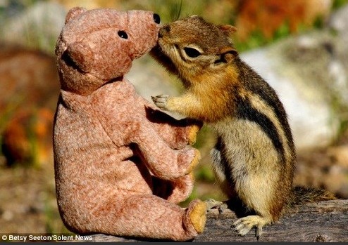 chipmunk teddy bear