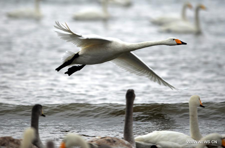 CHINA-SHANDONG-RONGCHENG-WHOOPER SWANS (CN)