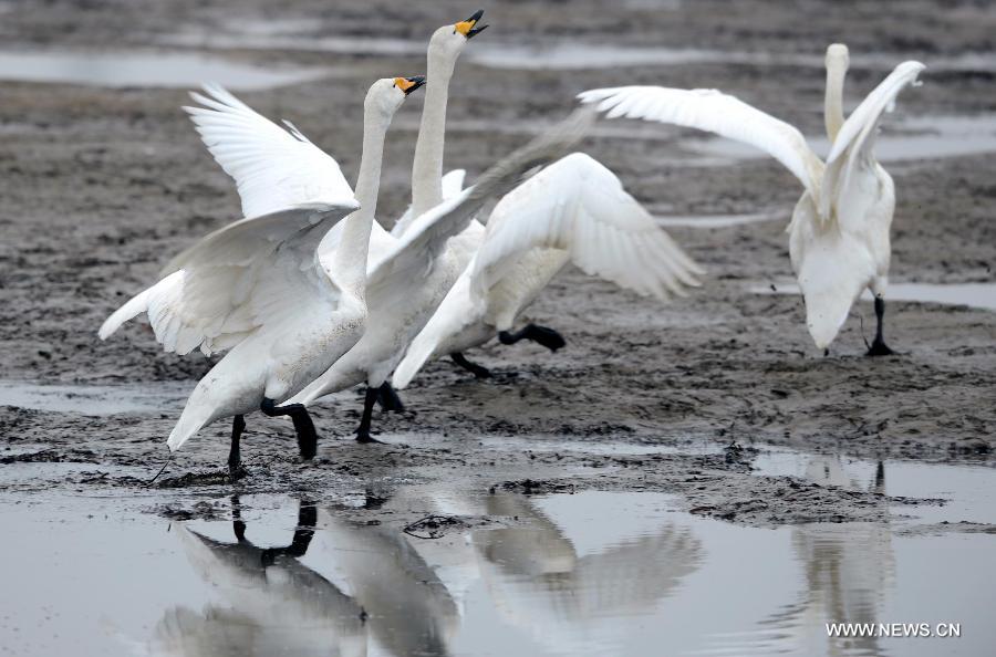 CHINA-SHANDONG-RONGCHENG-WHOOPER SWANS (CN)