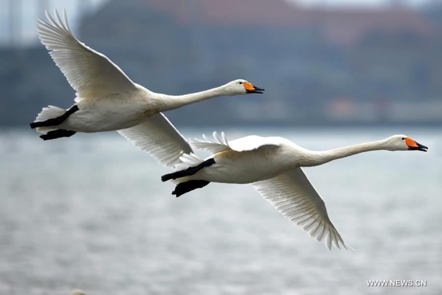 CHINA-SHANDONG-RONGCHENG-WHOOPER SWANS (CN)