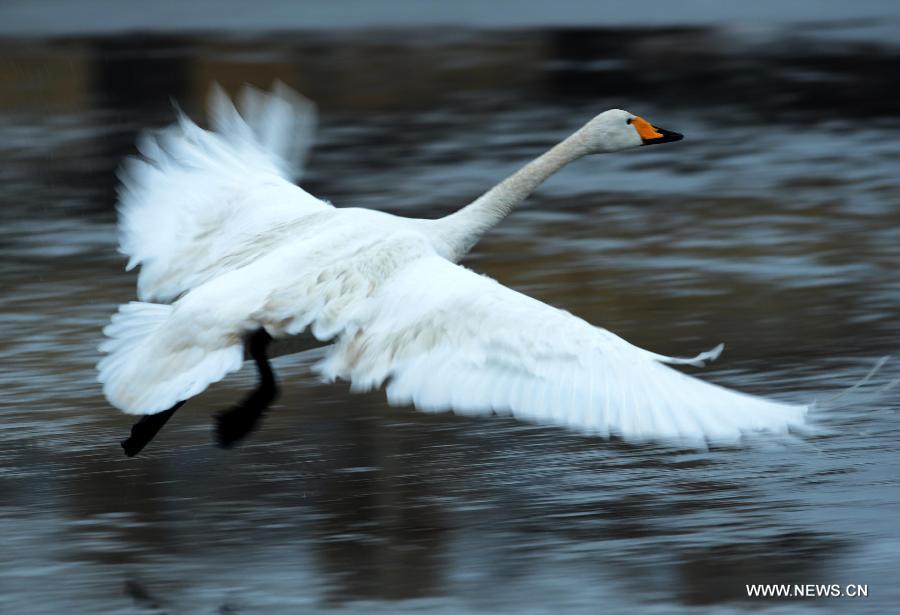 CHINA-SHANDONG-RONGCHENG-WHOOPER SWANS (CN)