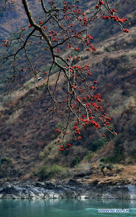 CHINA-YUNNAN-KAPOK-BLOSSOM (CN)