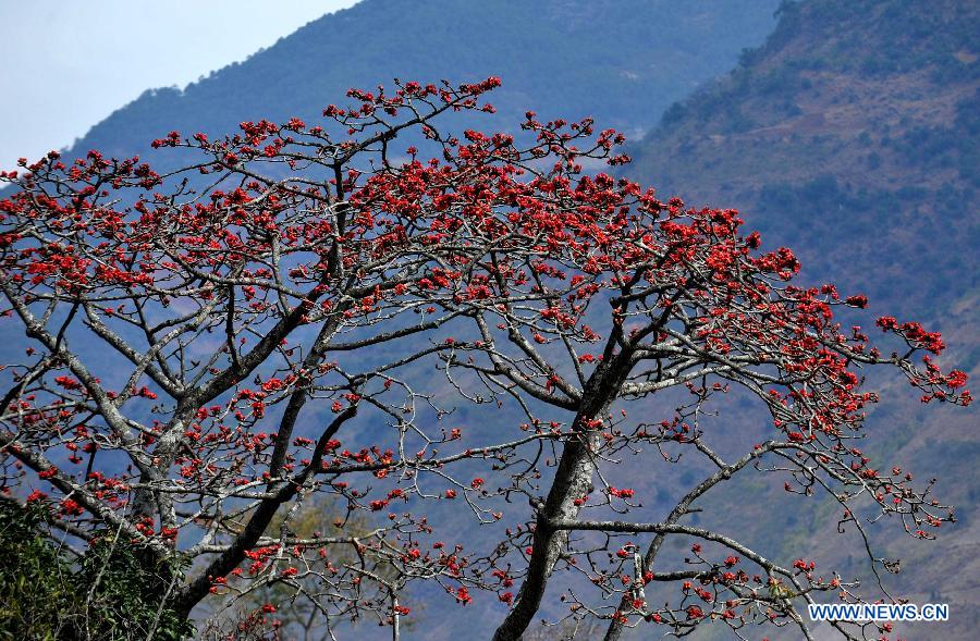 CHINA-YUNNAN-KAPOK-BLOSSOM (CN)