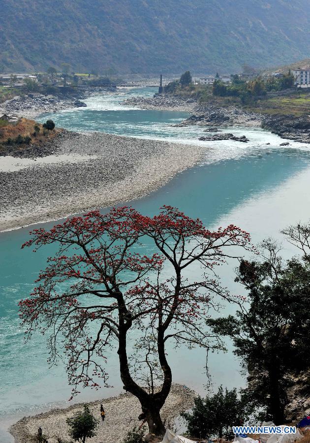 CHINA-YUNNAN-KAPOK-BLOSSOM (CN)