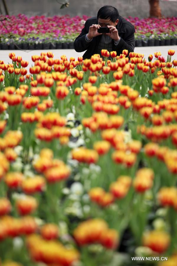 #CHINA-CHONGQING-TULIP (CN)