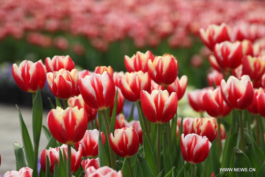 #CHINA-CHONGQING-TULIP (CN)