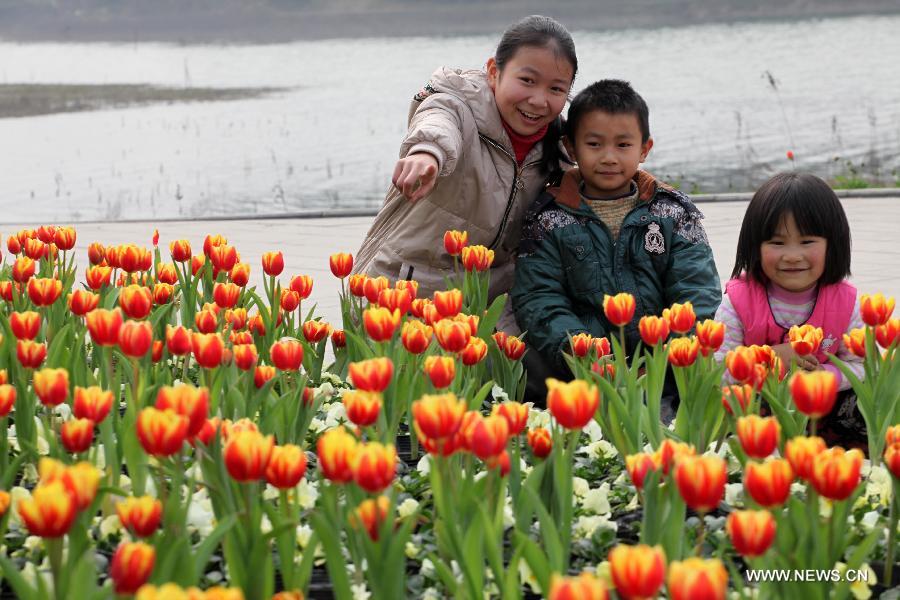 #CHINA-CHONGQING-TULIP (CN)