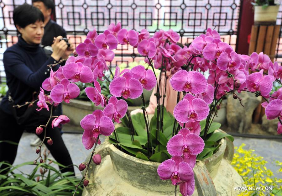 Visitors view flowers at a phalaenopsis exhibition in Taipei, southeast China's Taiwan, Feb. 3, 2013. 