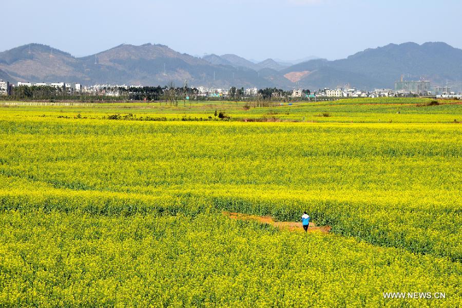 #CHINA-YUNNAN-LUOPING-RAPE FLOWERS-SCENERY (CN) 