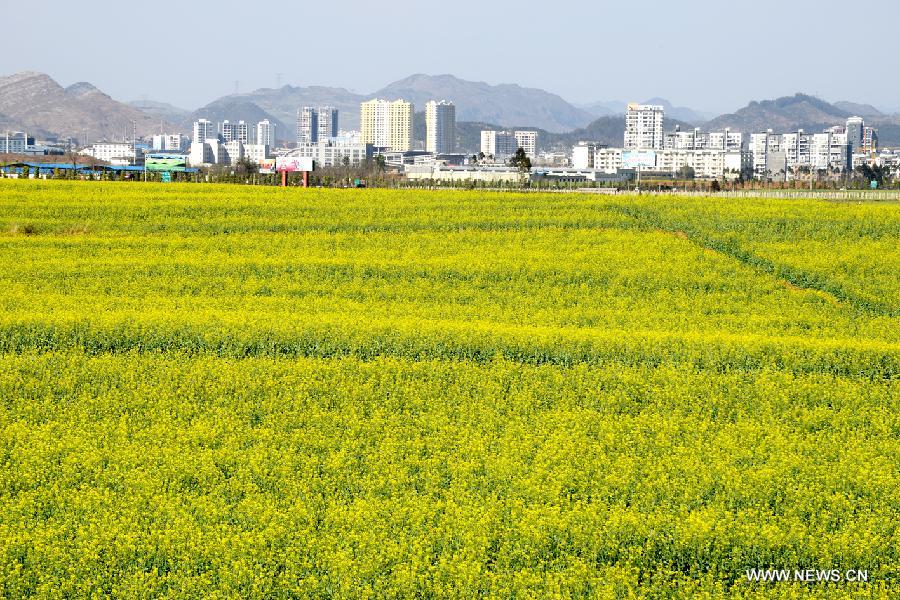 #CHINA-YUNNAN-LUOPING-RAPE FLOWERS-SCENERY (CN) 