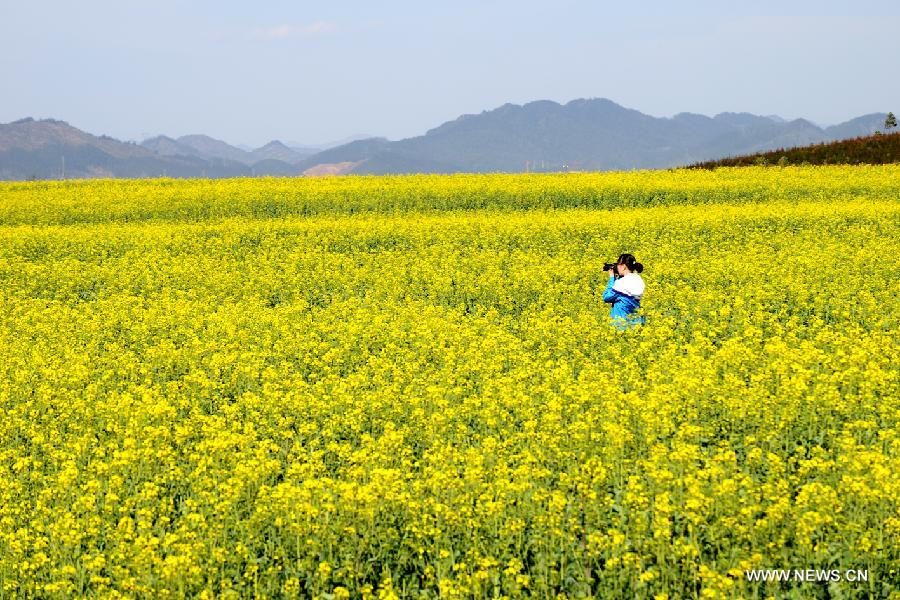 #CHINA-YUNNAN-LUOPING-RAPE FLOWERS-SCENERY (CN) 