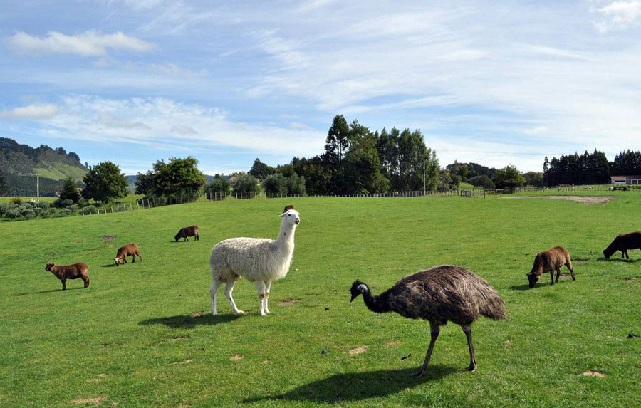 New Zealand [Photo/Chinanews.com] 