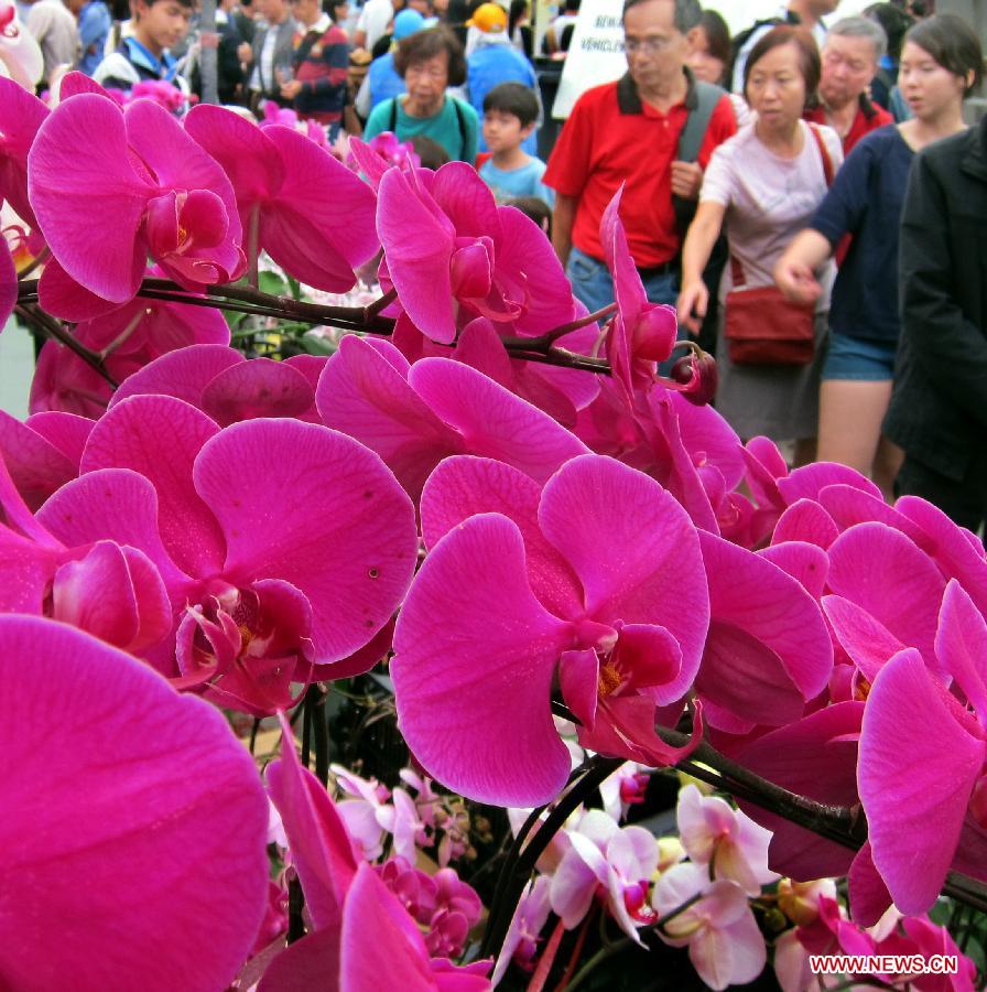 Flower decoration to embrace coming Spring Festival in Hong Kong