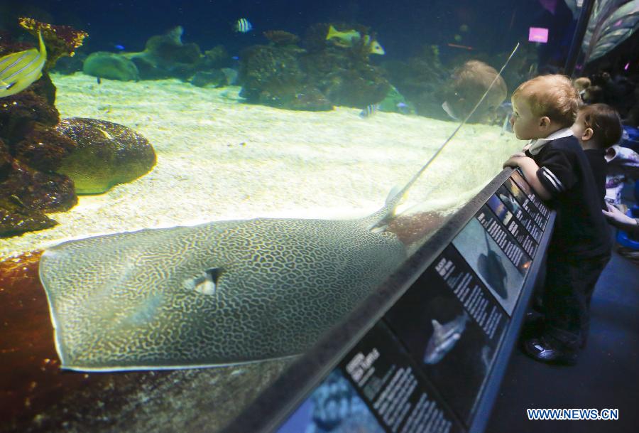 A boy looks at a swimming ray at Vancouver Aquarium in Vancouver, Canada, Feb. 6, 2013. 