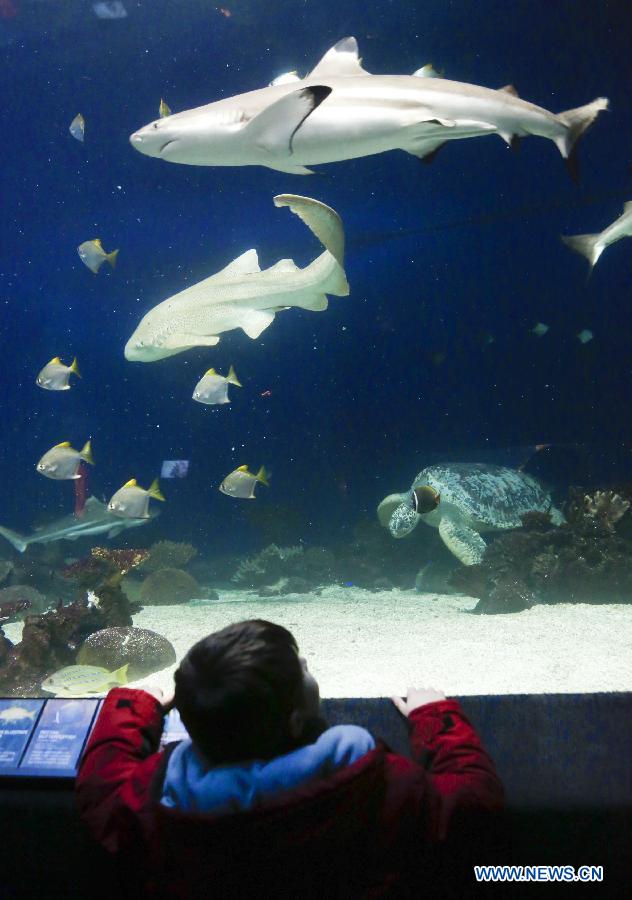 A child looks at swimming sharks at Vancouver Aquarium in Vancouver, Canada, Feb. 6, 2013.