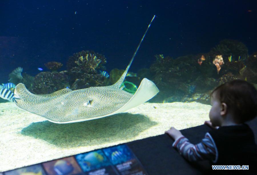 A child looks at a swimming ray at Vancouver Aquarium in Vancouver, Canada, Feb. 6, 2013. 