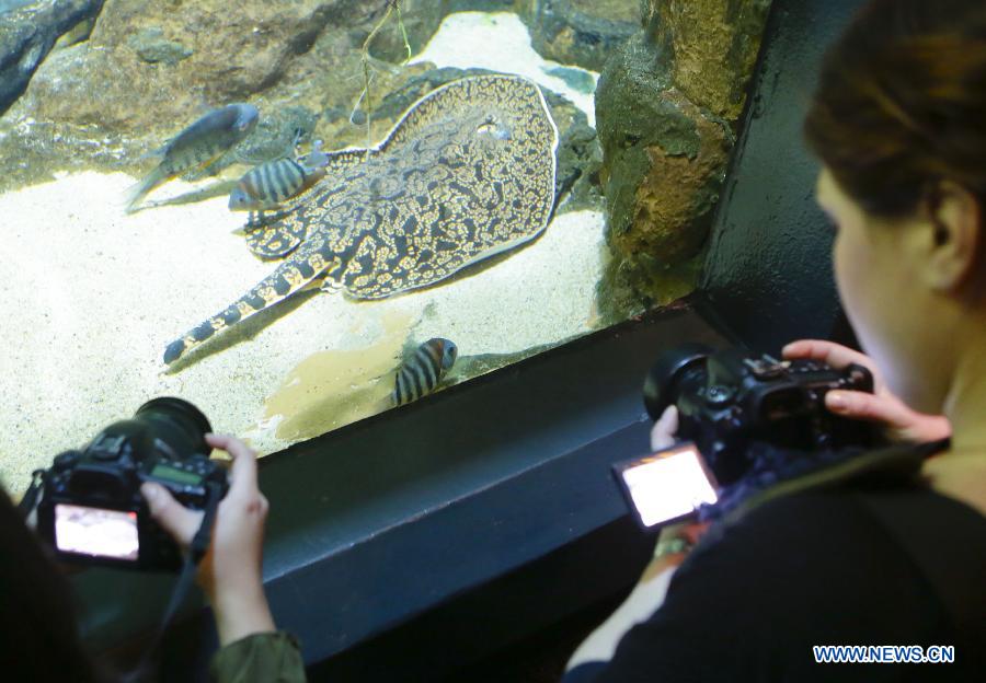 Visitors take photos of a swimming ray at Vancouver Aquarium in Vancouver, Canada, Feb. 6, 2013.