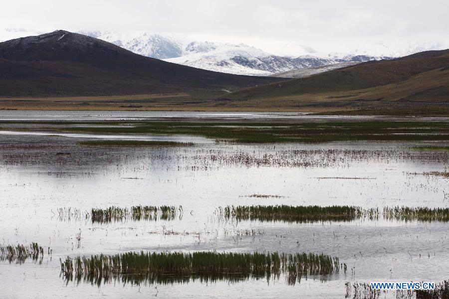 Amazing Scenery Of Awancang Wetland In Nw China China Org Cn