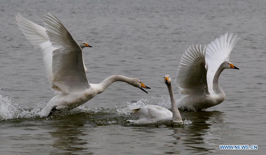 Swans On Wetland Of Yellow River In Pinglu County, N China - China.org.cn