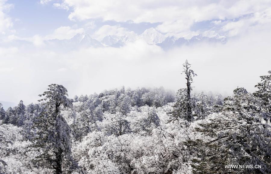 Photo taken on Feb. 13, 2013 shows the rime scenery in Shimian County in southwest China's Sichuan Province. (Xinhua/Jiang Hongjing) 