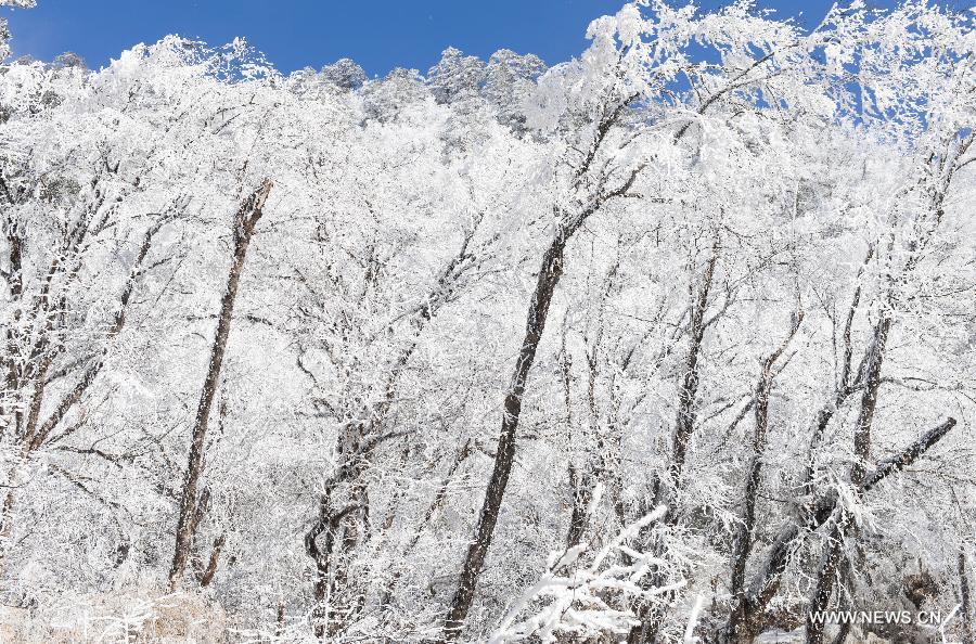 CHINA-SICHUAN-SHIMIAN-RIME SCENERY (CN) 