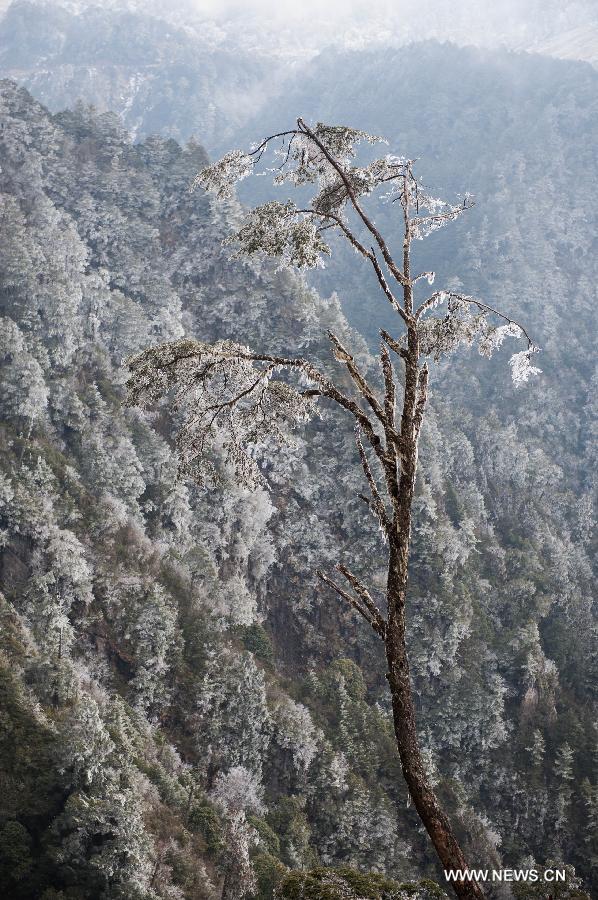 CHINA-SICHUAN-SHIMIAN-RIME SCENERY (CN) 