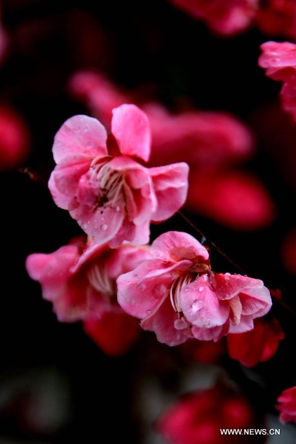 #CHINA-ANHUI-PLUM BLOSSOMS (CN)