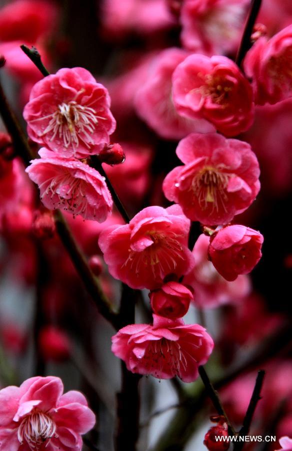 #CHINA-ANHUI-PLUM BLOSSOMS (CN)