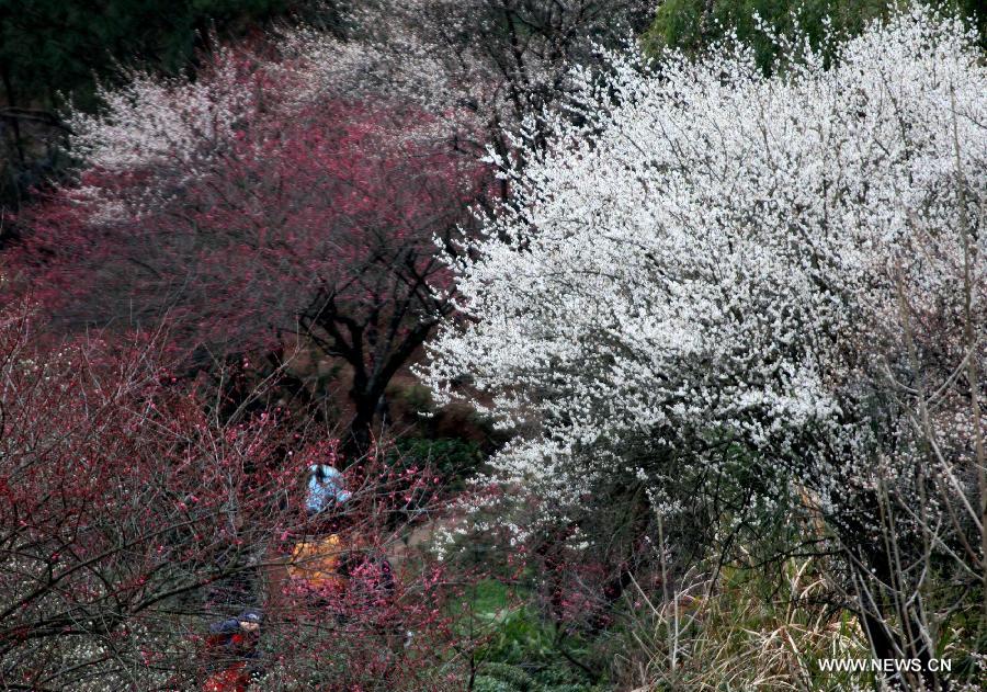 #CHINA-ANHUI-PLUM BLOSSOMS (CN)