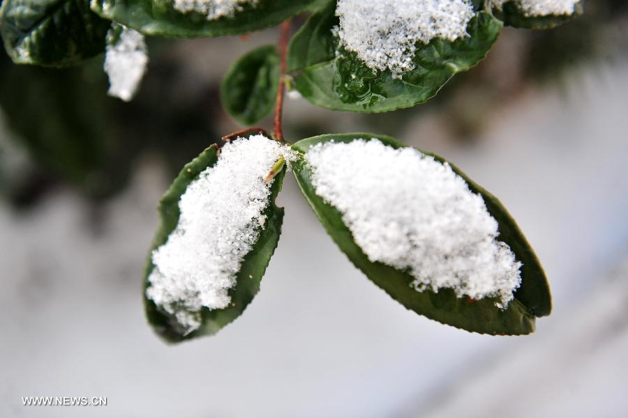 Photo taken on Feb. 9, 2013 shows leaves bearing snow in Dengcun township of Yiling District, Yichang, central China's Hubei Province