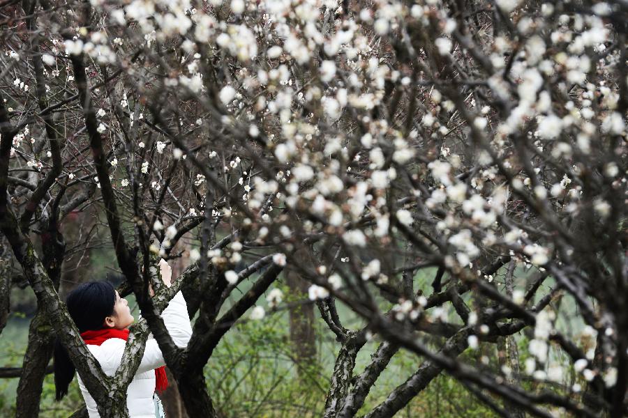 #CHINA-ZHEJIANG-HANGZHOU-PLUM BLOSSOM FESTIVAL(CN)