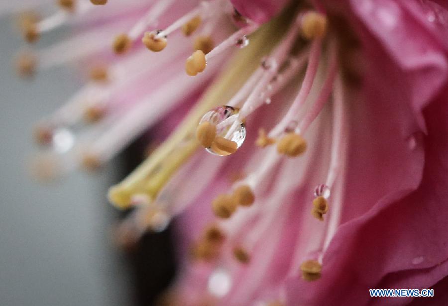 Photo taken on Feb. 18, 2013 shows the rain drops stained on a flower in Nanjing, capital of east China's Jiangsu Province.