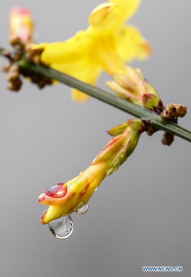 Photo taken on Feb. 18, 2013 shows the rain drops stained on a flower bud in Nanjing, capital of east China's Jiangsu Province.