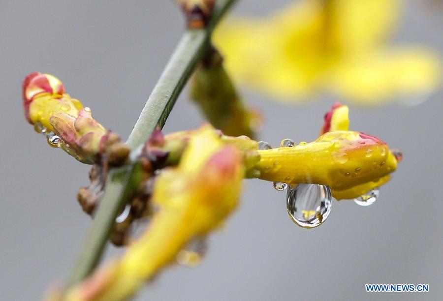 Flower Buds Bathing In Rain China Org Cn