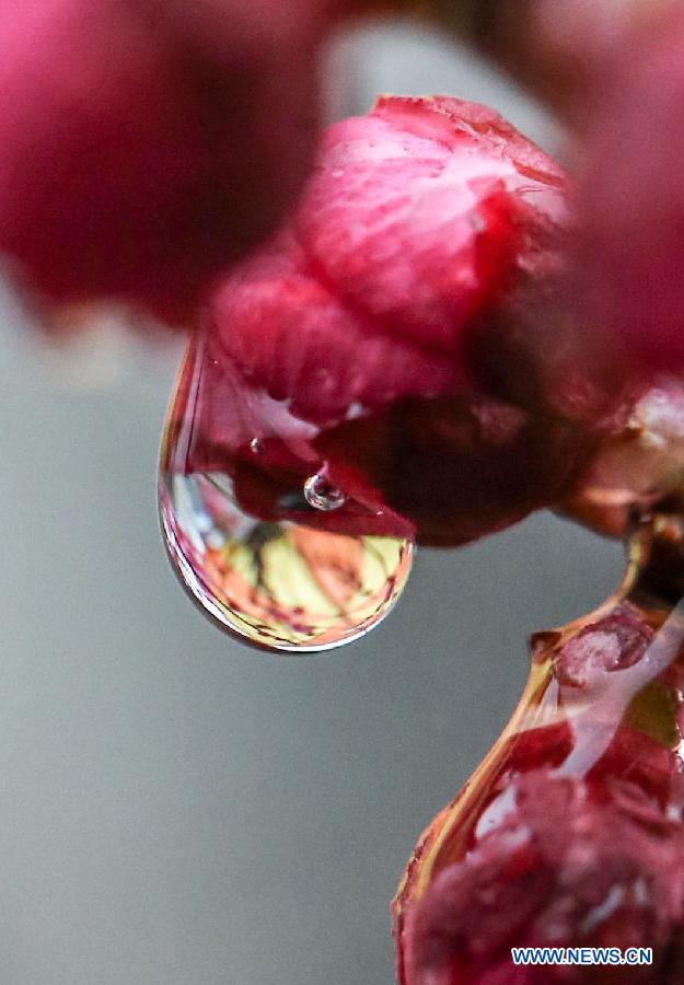 Photo taken on Feb. 18, 2013 shows the rain drops stained on a flower bud in Nanjing, capital of east China's Jiangsu Province.