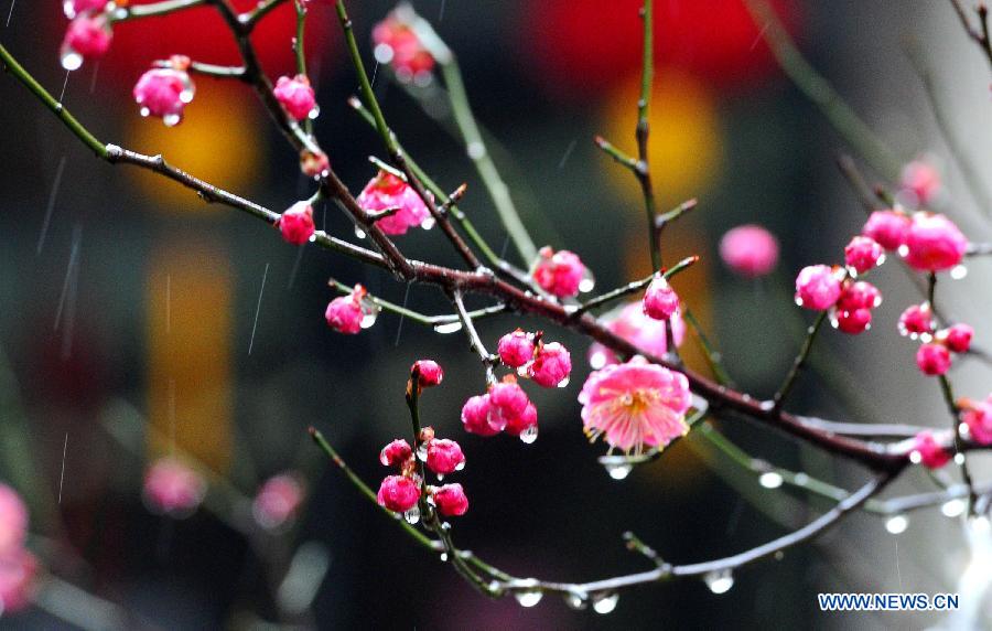 Photo taken on Feb. 18, 2013 shows the red plum buds in Suzhou, east China's Jiangsu Province.