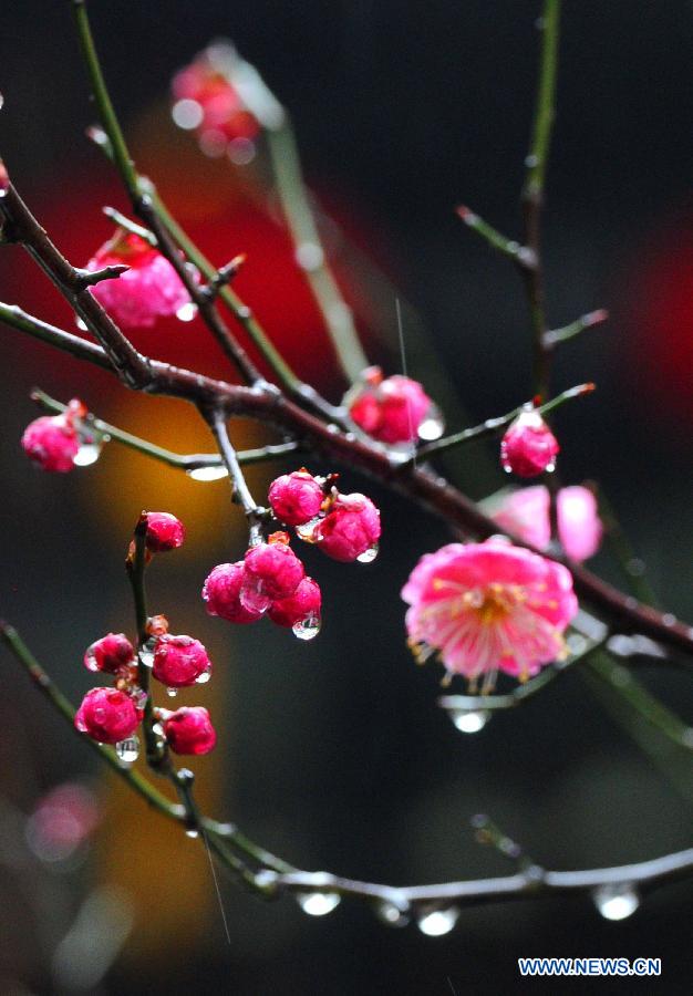 Photo taken on Feb. 18, 2013 shows the red plum buds in Suzhou, east China's Jiangsu Province.