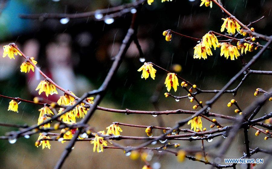 Photo taken on Feb. 18, 2013 shows the wintersweet blossoms in Suzhou, east China's Jiangsu Province. 