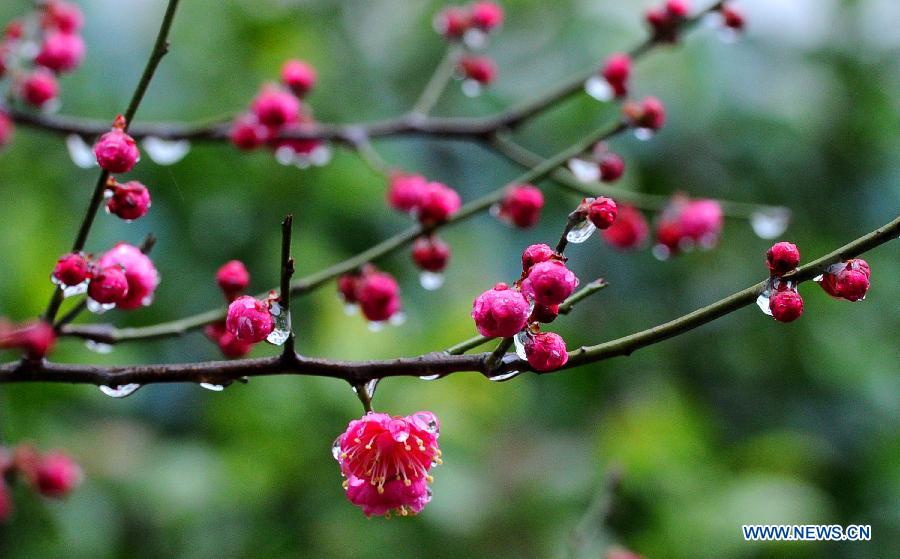 Photo taken on Feb. 18, 2013 shows the red plum buds in Suzhou, east China's Jiangsu Province.