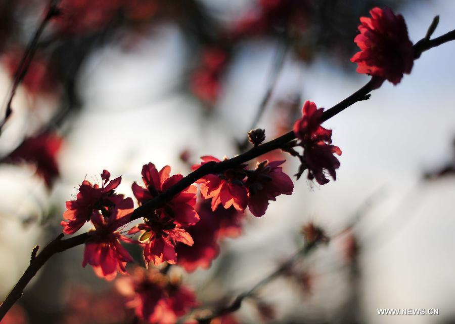 Photo taken on Feb. 18, 2013 shows the peach blossoms at Baiyun mountain in Guangzhou, capital of south China's Guangdong Province.