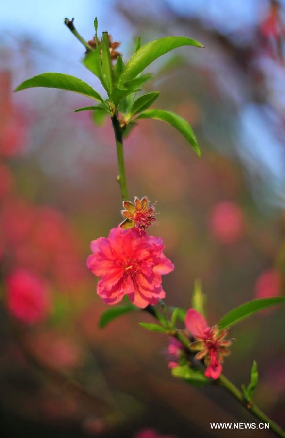 Photo taken on Feb. 18, 2013 shows the peach blossoms at Baiyun mountain in Guangzhou, capital of south China's Guangdong Province. 