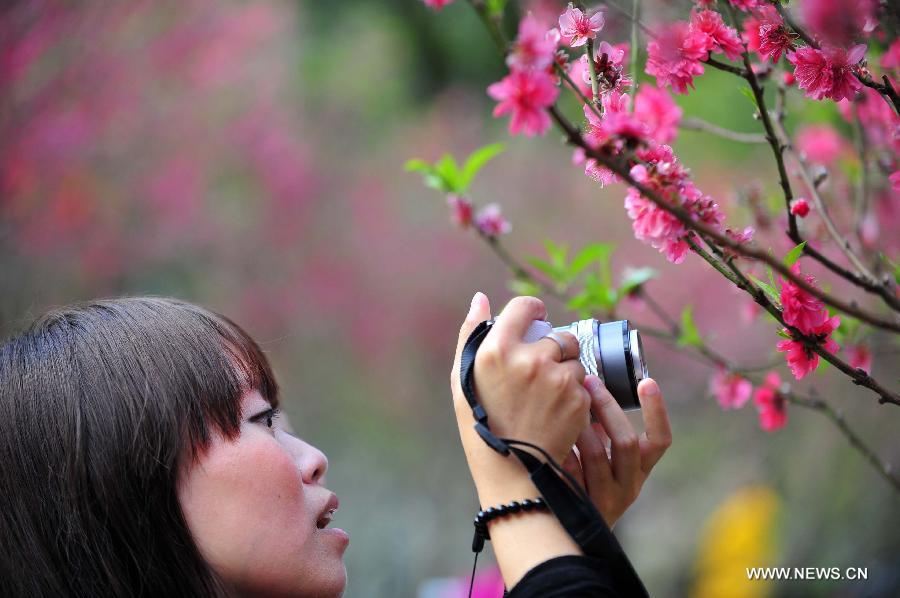 A girl takes photos of peach blossoms at Baiyun mountain in Guangzhou, capital of south China's Guangdong Province, Feb. 18, 2013. 