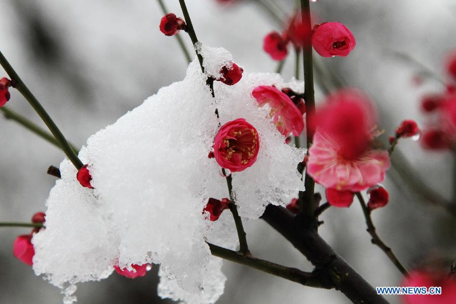 Photo taken on Feb. 19, 2013 shows snow-covered red plum buds in Nantong, east China's Jiangsu Province, Feb. 19, 2013. 