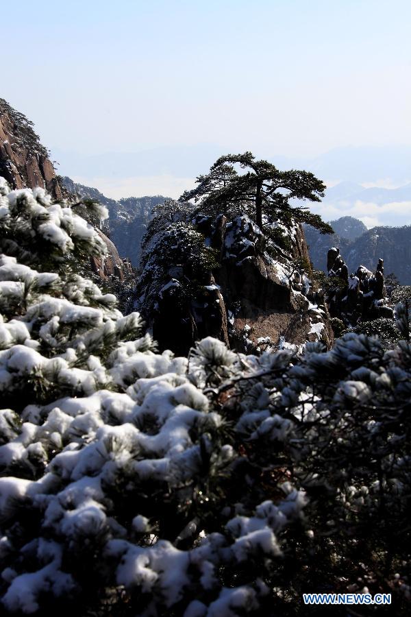 Photo taken on Feb. 20, 2013 shows the snow-covered pine trees at the Huangshan Mountain scenic area in east China's Anhui Province.