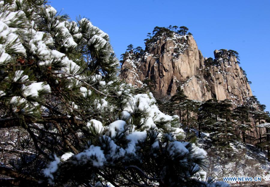 Photo taken on Feb. 20, 2013 shows the snow-covered pine trees at the Huangshan Mountain scenic area in east China's Anhui Province.