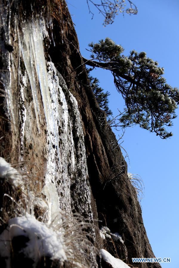 Photo taken on Feb. 20, 2013 shows the snow-covered pine trees at the Huangshan Mountain scenic area in east China's Anhui Province.