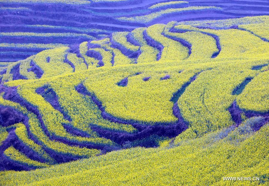 Photo taken on Feb. 21, 2013 shows the terrace decorated with cole flowers in Luoping County of Qujing City, southwest China's Yunnan Province.