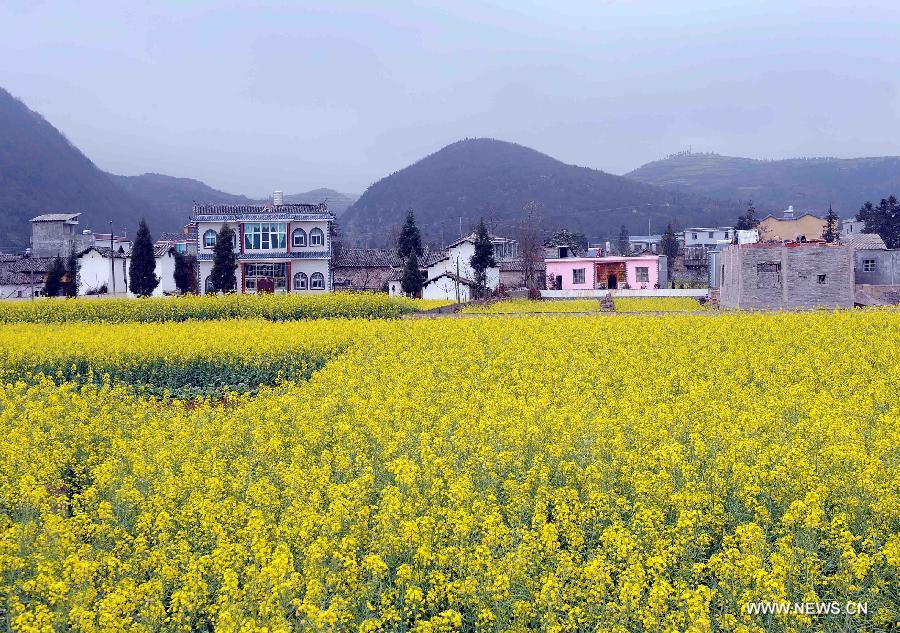 Photo taken on Feb. 21, 2013 shows the scenery of cole flowers in Luoping County of Qujing City, southwest China's Yunnan Province.