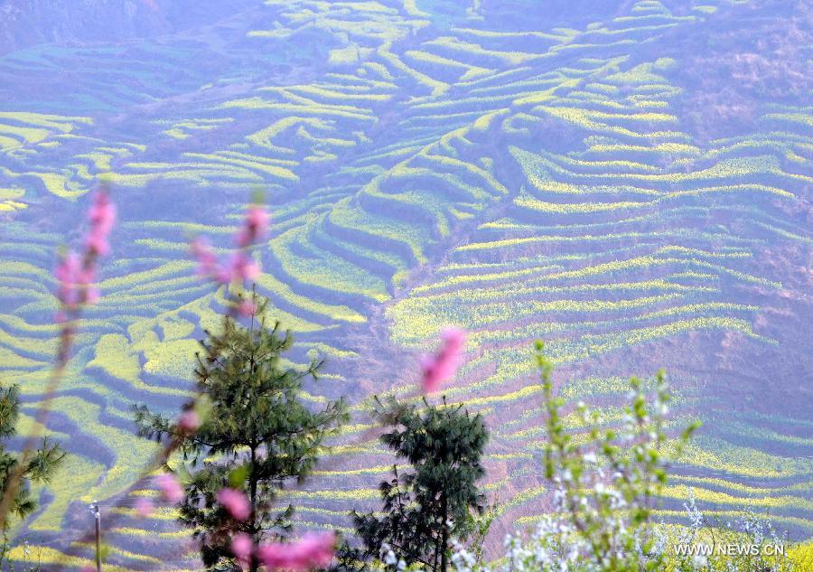 Photo taken on Feb. 21, 2013 shows the terrace decorated with cole flowers in Luoping County of Qujing City, southwest China's Yunnan Province.